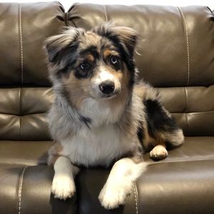 Meet your Posher, Weston